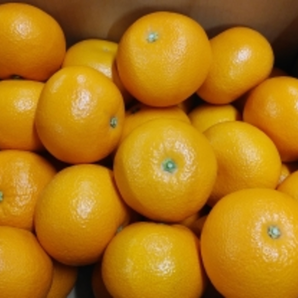 因島産　紅八朔の画像