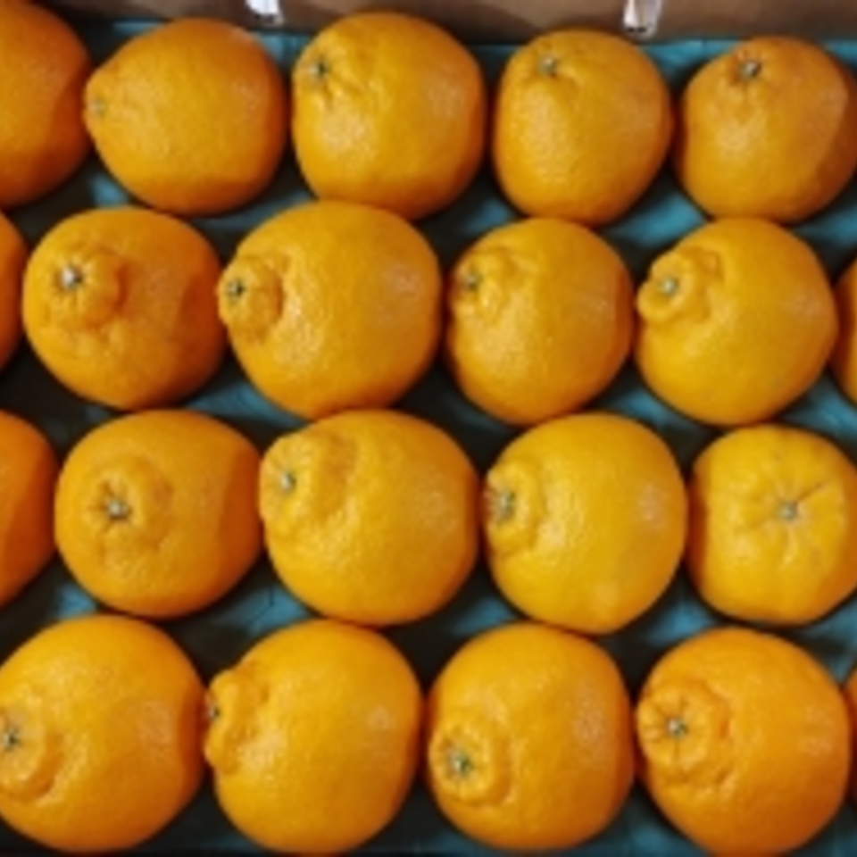 広島県産　しらぬいの画像