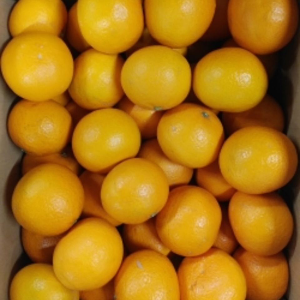 広島県産　清見オレンジの画像