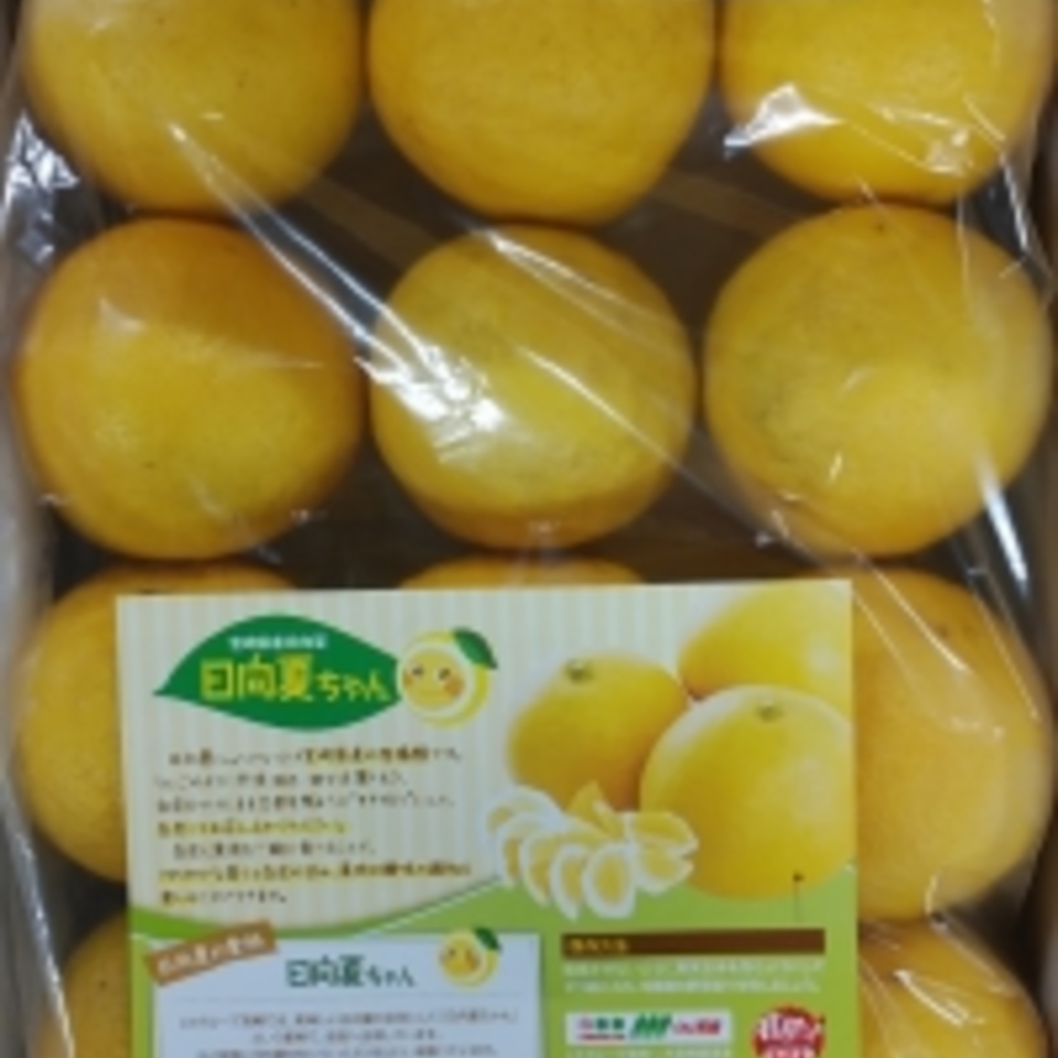 宮崎県産　日向夏の画像