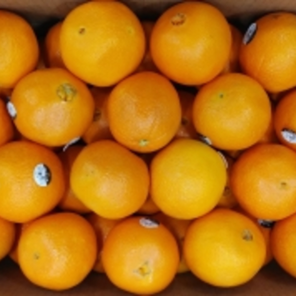 輸入　ネーブル　オレンジの画像