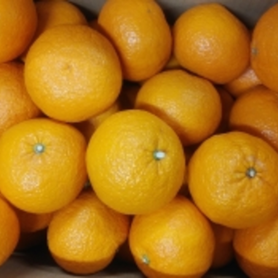 広島県産　甘夏の画像