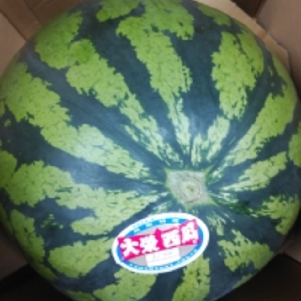 鳥取県産　大栄　西瓜の画像