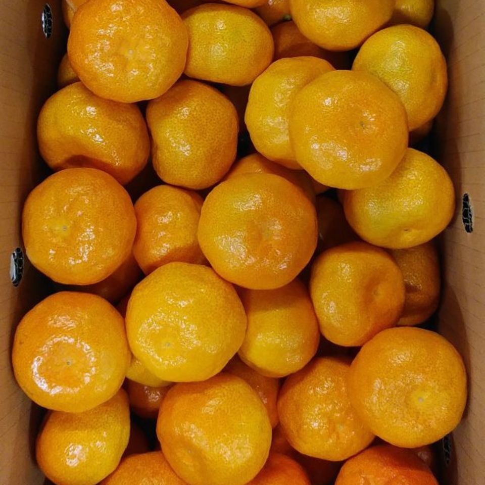 佐賀県唐津産　ハウスみかんの画像