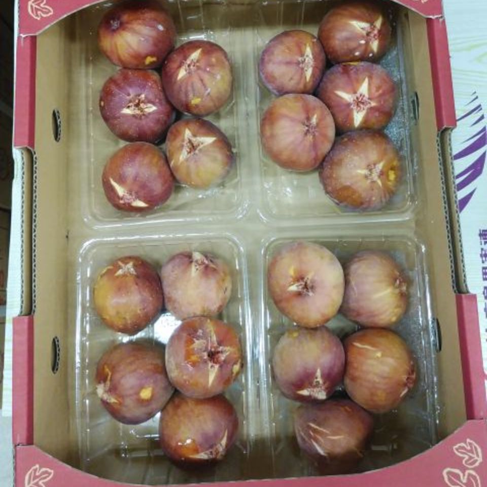 広島県尾道市　イチジクの画像