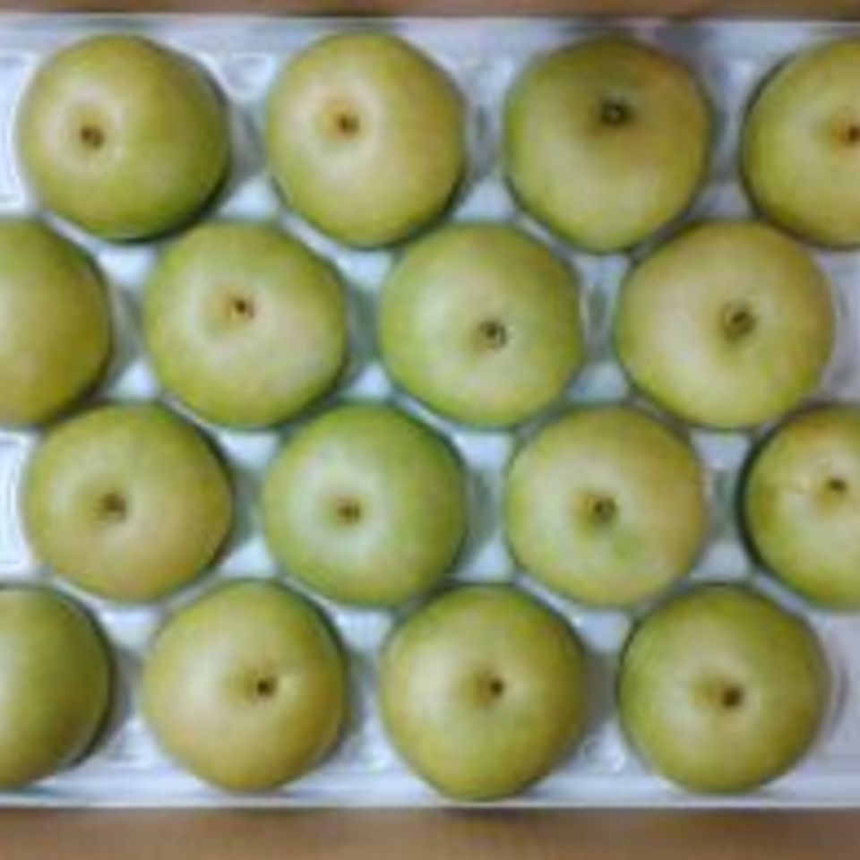 鳥取県　20世紀梨の画像