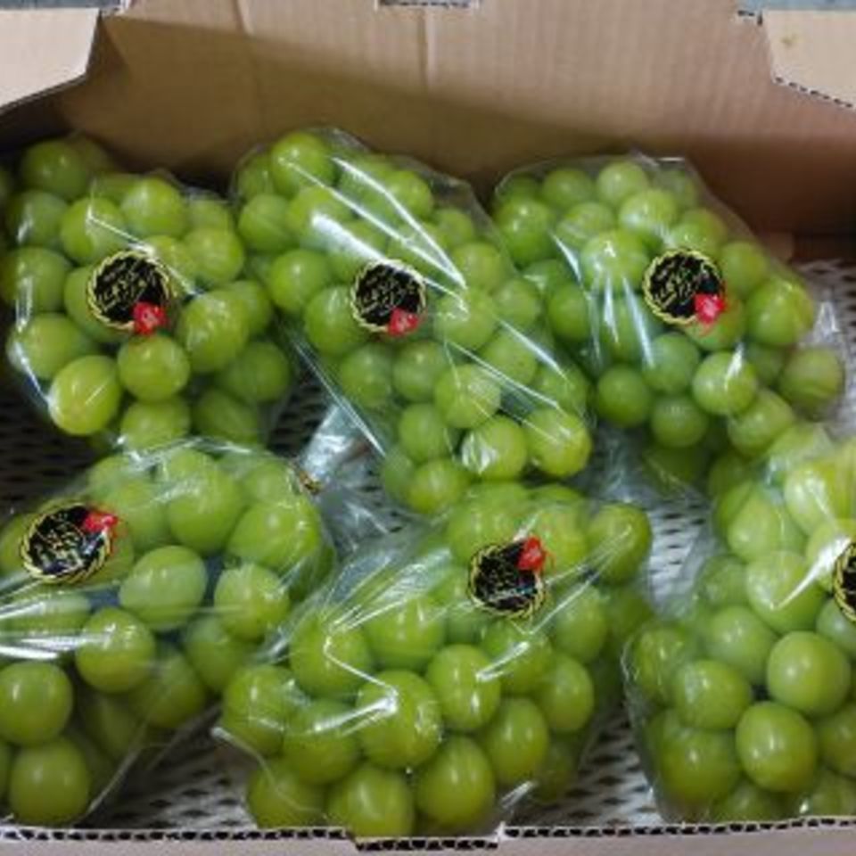 島根県　シャインマスカットの画像