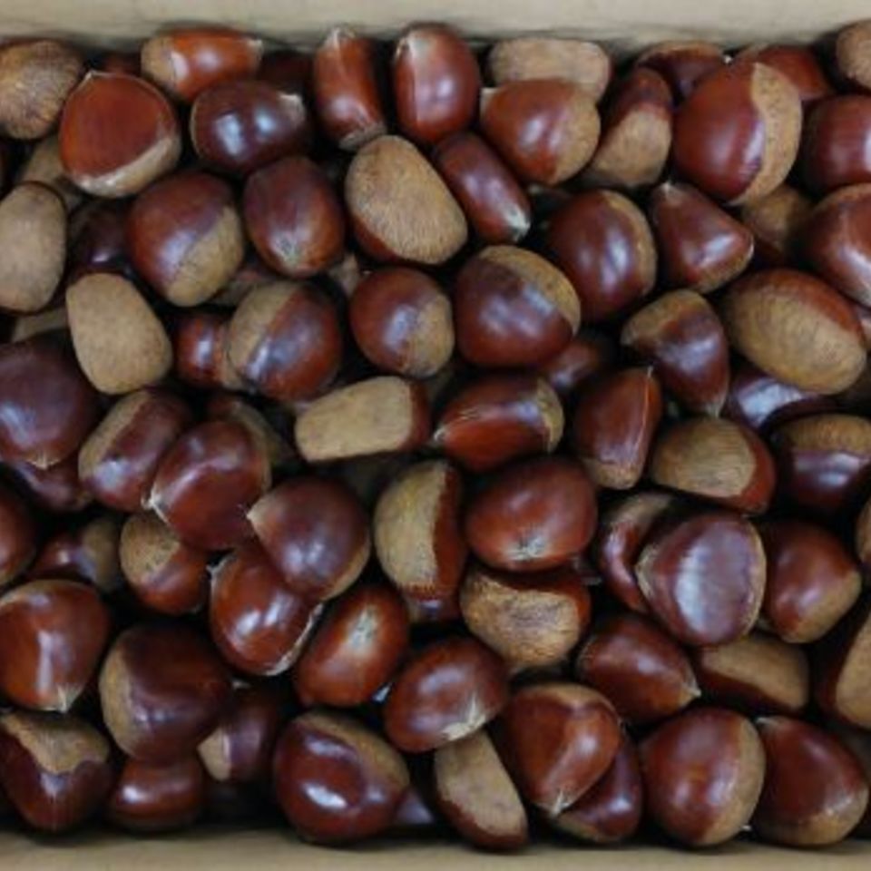 熊本県産　栗の画像