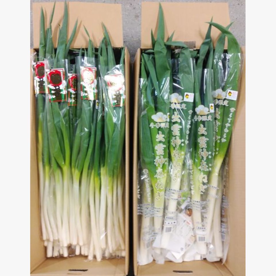 島根県出雲産 神在ねぎ まるゴットねぎ 旬の野菜 旬の野菜 果物 野菜と果物を広島の市場より食卓へ 広印広島青果株式会社