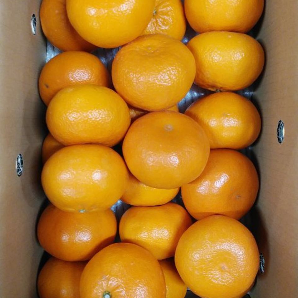 佐賀県産　JAからつ　はまさき（麗紅柑）の画像