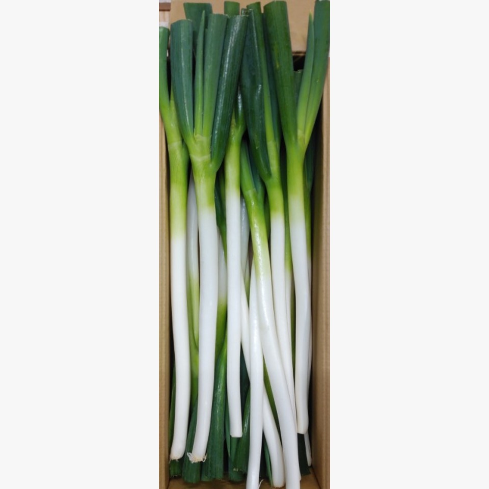 鳥取県産 白ねぎ | 旬の野菜 | 旬の野菜・果物 | 野菜と果物を広島の