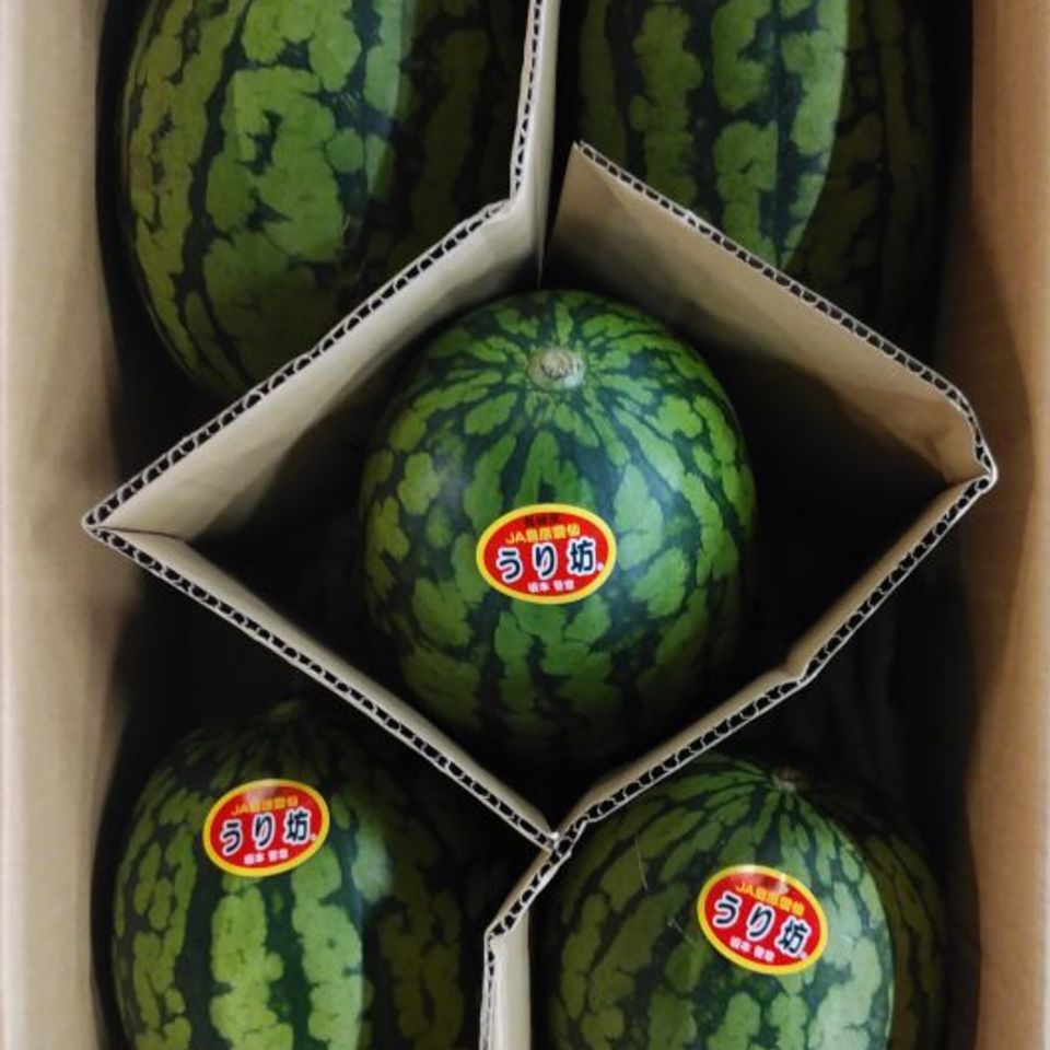 長崎県　島原雲仙　うり坊の画像